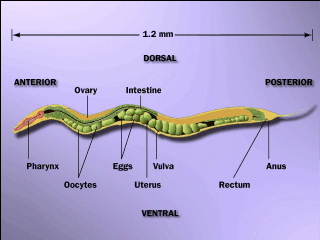 C Elegans anatomy