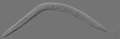 Ruvkun and Ambros used Caenorhabditis elegans as a model system to study mutations in a pair of interacting genes called lin-14 and lin-4 that influence development. Image by Zeynep F. Altun from source shared under a CC by 2.5 license.