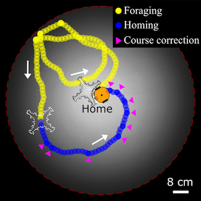 Are we there yet? Uncovering universal principles of homing in the lab and nature