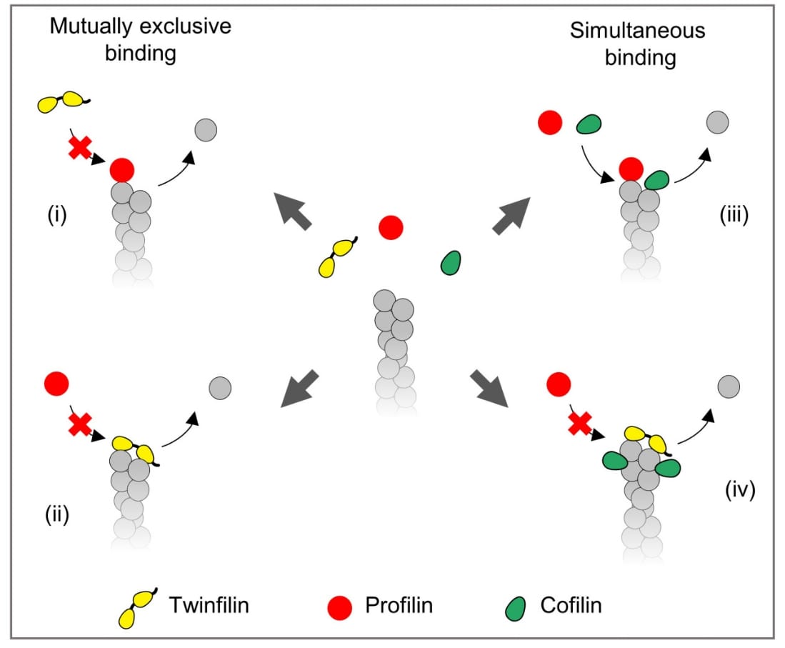 Blending theory with experiments reveals multiplayer actin dynamics