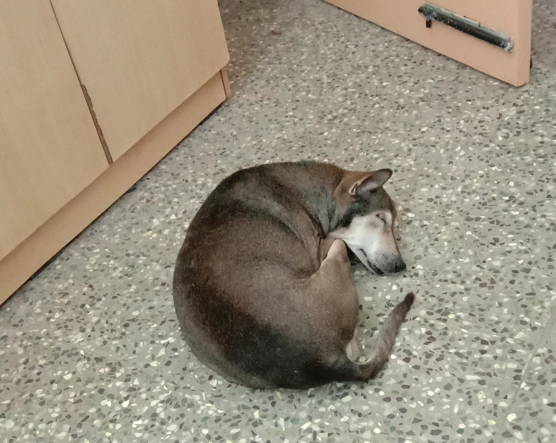 Remembering Kiddo (2008-2024)