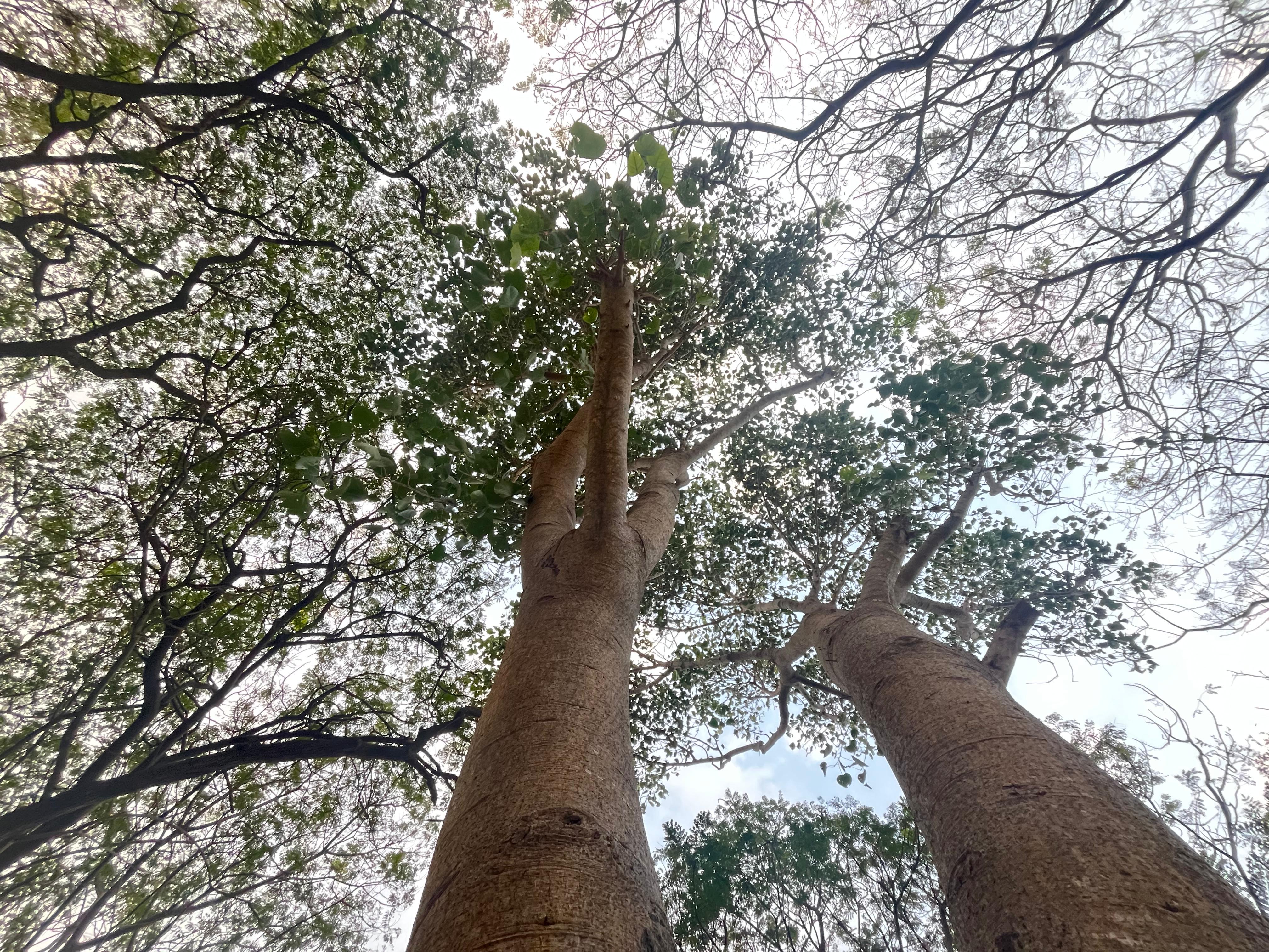 A peepal tree growing amidst the flatlets on campus.