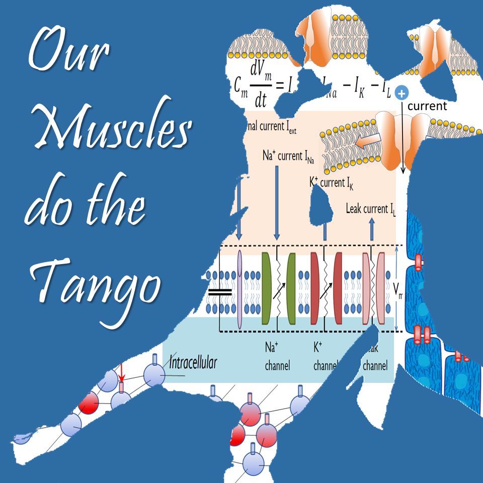 Our muscles do the tango