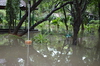 IMSc Rain Days