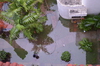 IMSc Rain Days