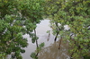 IMSc Rain Days