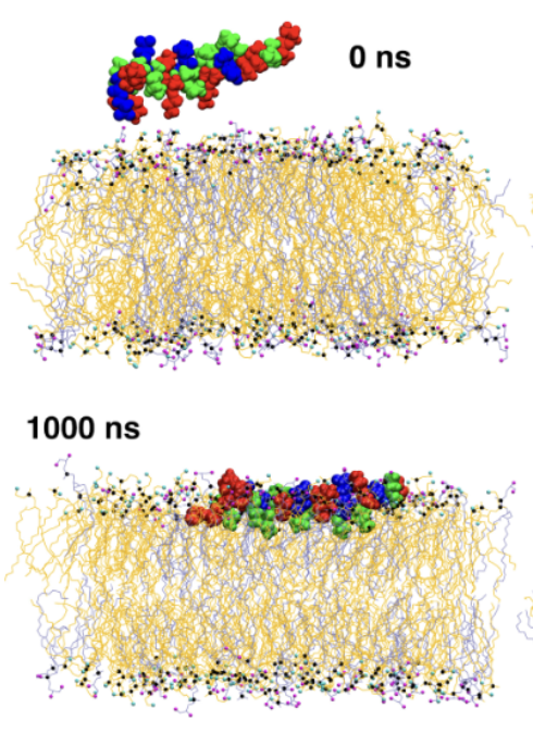 Antimicrobial polymer-membrane interaction